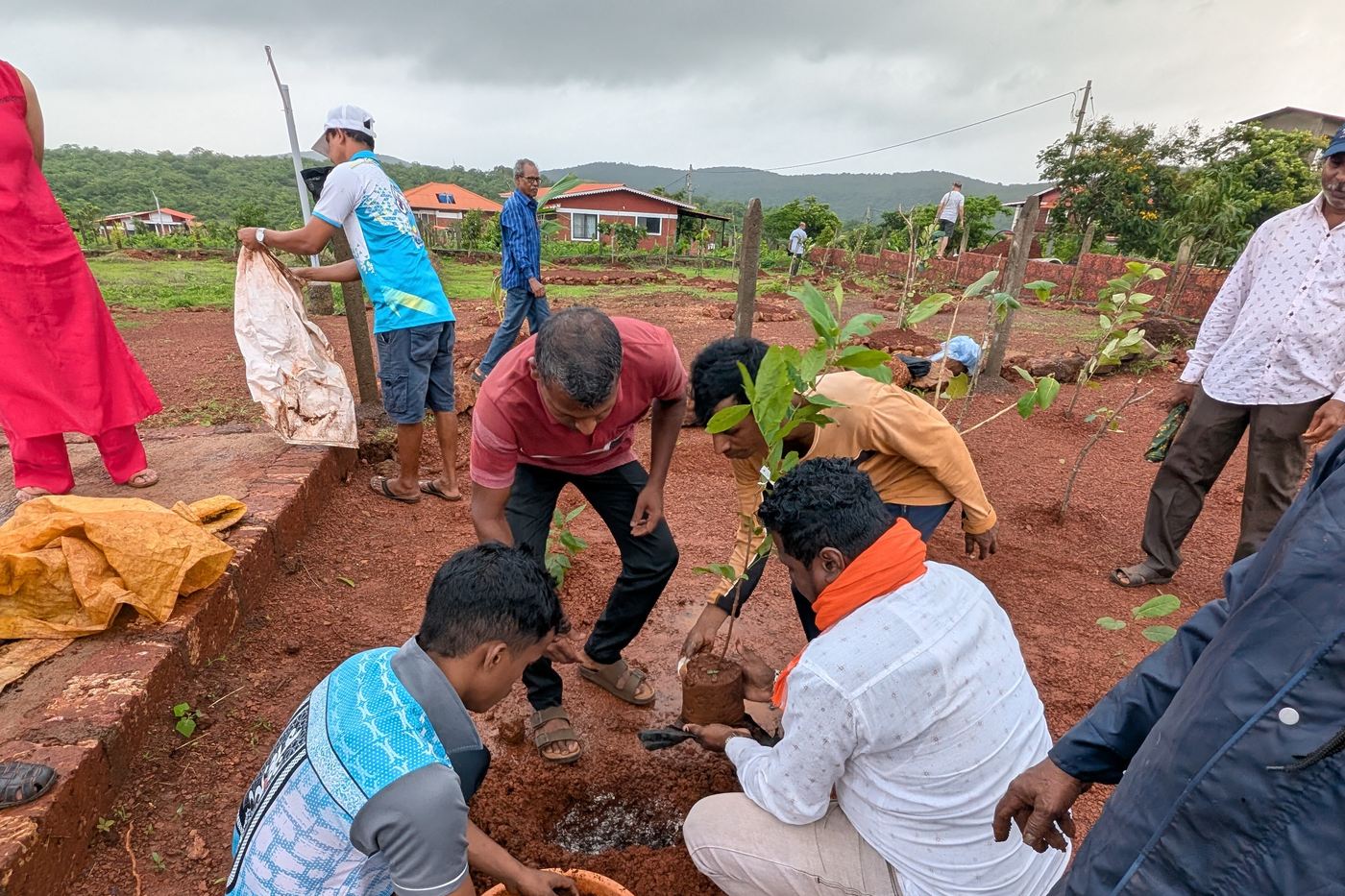 The planting drive under way at 1000 Trees, Dapoli