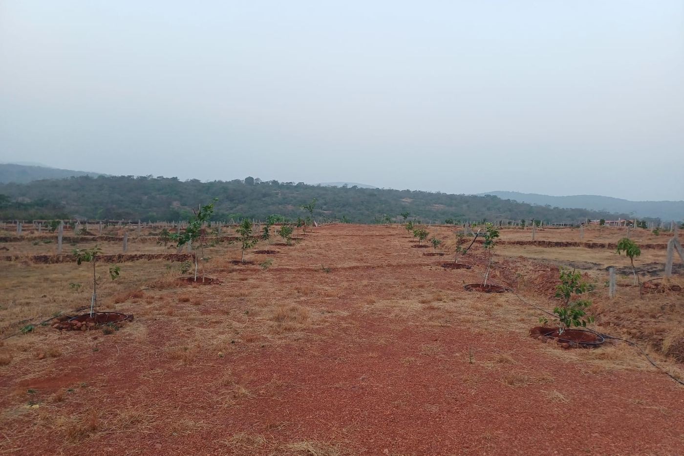 Plots with young trees and the Konkan hills beyond