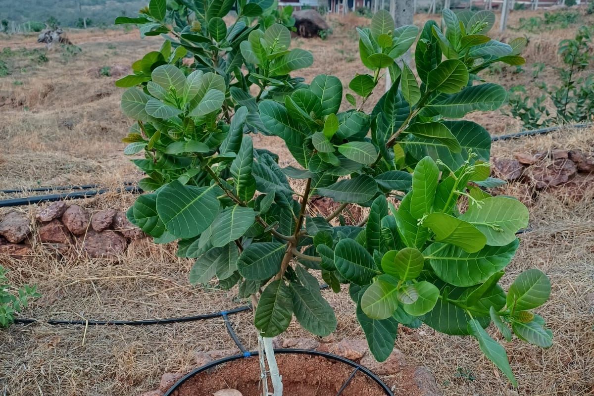 A cashew sapling with drip irrigation on a plot