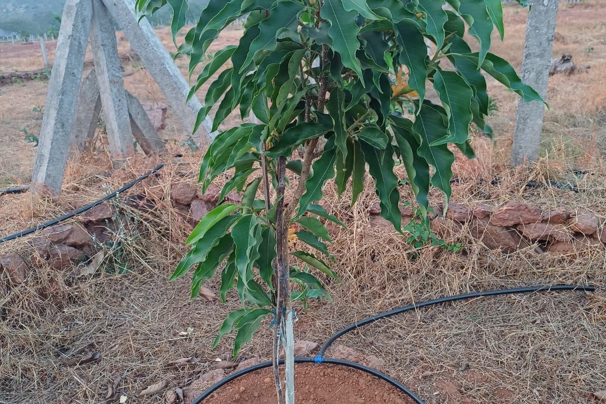 A mango sapling with drip irrigation on a plot