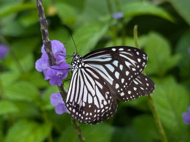 Butterfly in the butterfly garden at Resort Dapoli