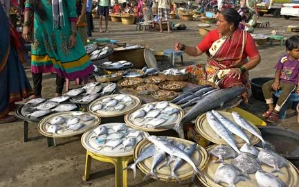 The evening fish auction on the sand at Harnai near Dapoli